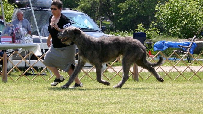 Irish-Wolfhound אייריש וולפהאונד בתחרות כלבים