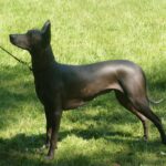 גזע כלבים מקסיקני שולואטסקווינטלי Xoloitzcuintle