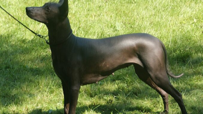 גזע כלבים מקסיקני שולואטסקווינטלי Xoloitzcuintle