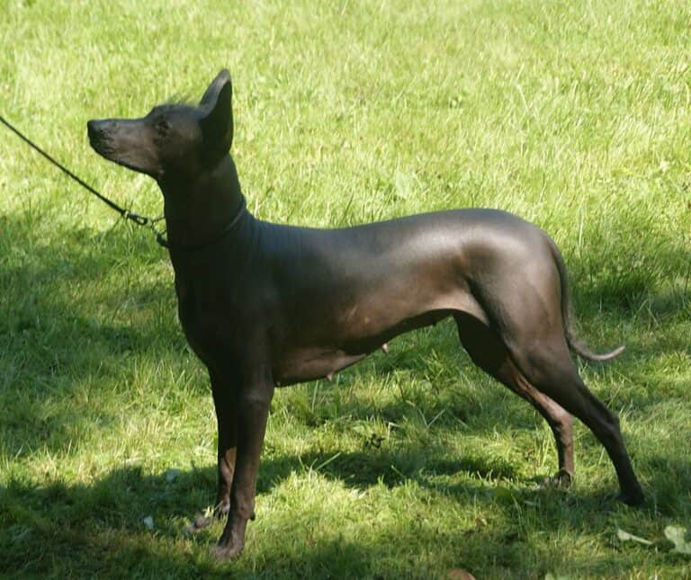גזע כלבים מקסיקני שולואטסקווינטלי Xoloitzcuintle