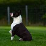 בוסטון טרייר