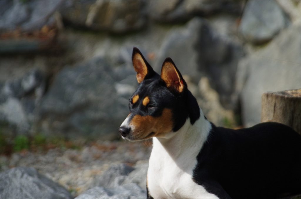 בסנג'י - Basenji