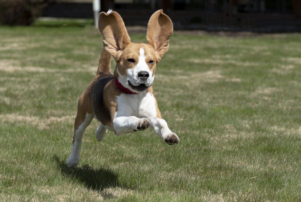 ביגל - Beagle