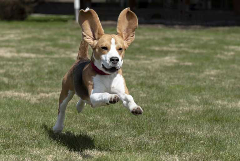 ביגל - Beagle