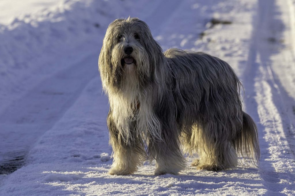 בירדד קולי - Bearded Collie
