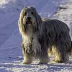 בירדד קולי - Bearded Collie