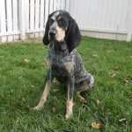 בלוטיק קונהאונד - Bluetick Coonhound