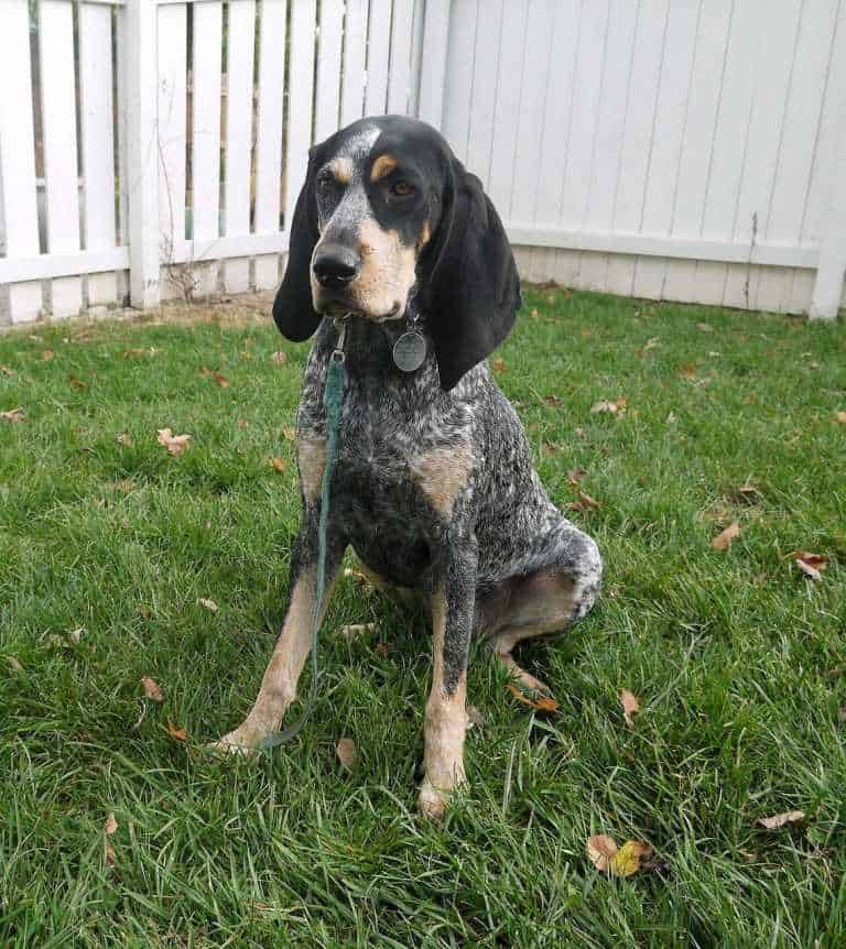 בלוטיק קונהאונד - Bluetick Coonhound