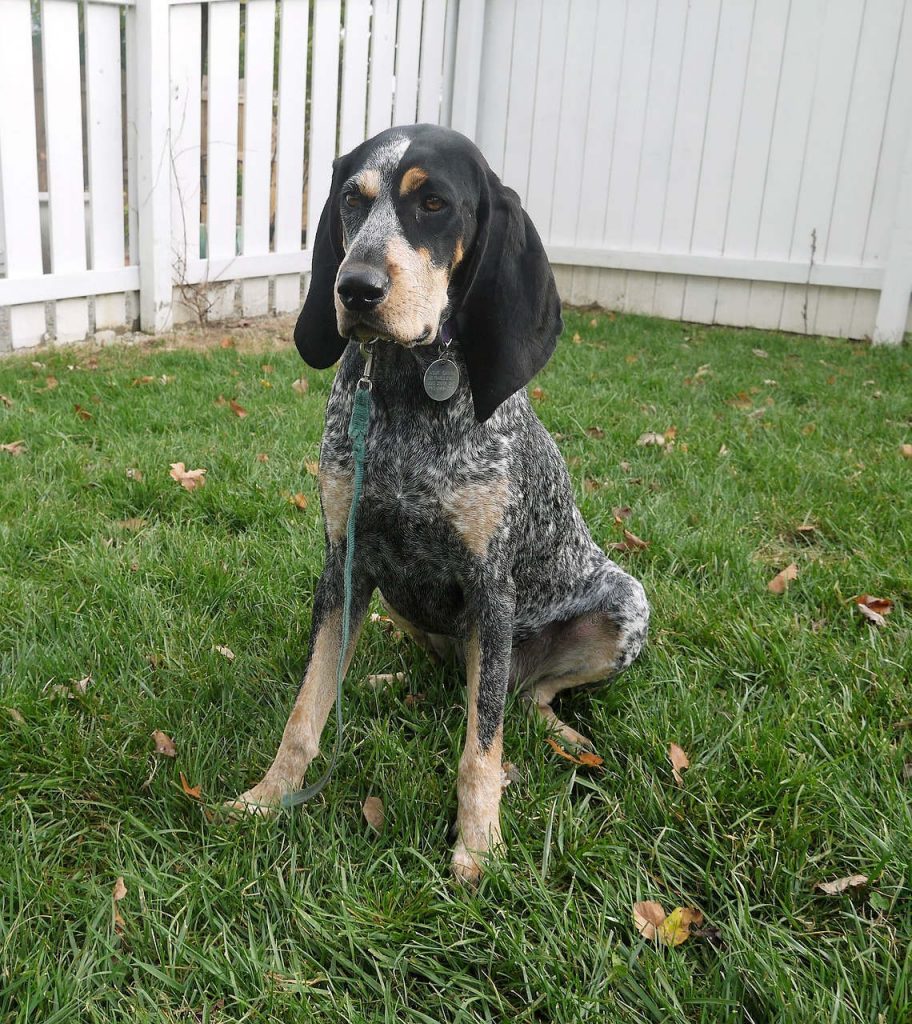 בלוטיק קונהאונד - Bluetick Coonhound