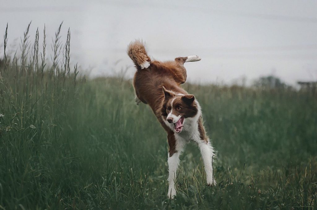 בורדר קולי - Border Collie
