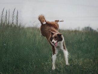 בורדר קולי - Border Collie