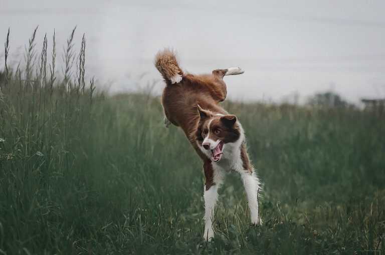 בורדר קולי - Border Collie