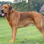 ברוהולמר - Broholmer