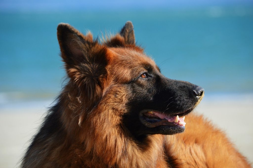 רועה גרמני - German Shepherd
