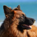 רועה גרמני - German Shepherd