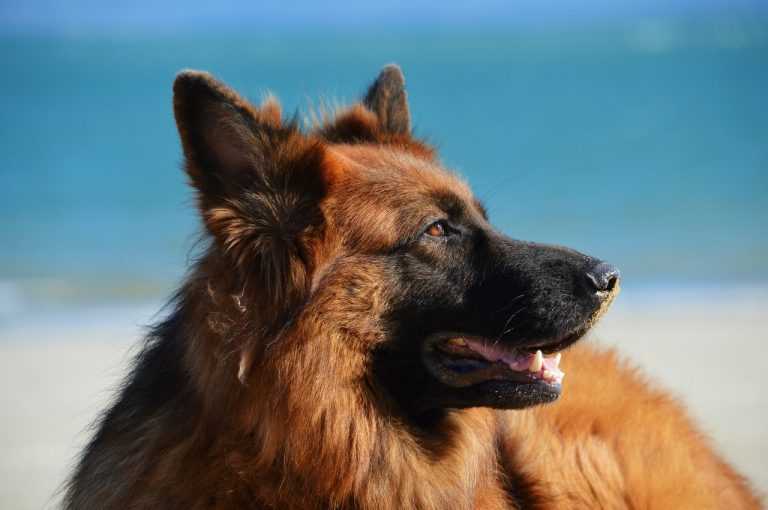 רועה גרמני - German Shepherd