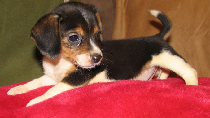 ביגל כיס - Pocket Beagle