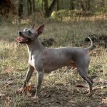 טרייר אמריקאי חסר שיער - American Hairless Terrier