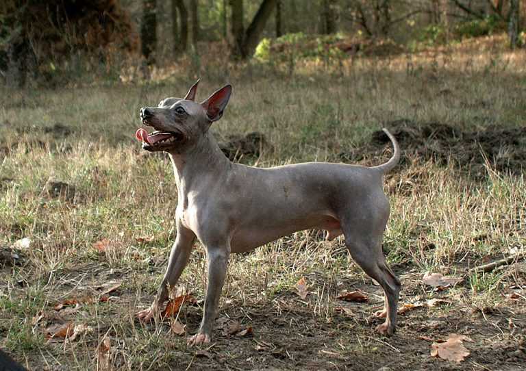 טרייר אמריקאי חסר שיער - American Hairless Terrier