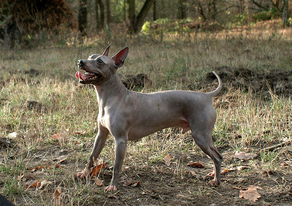 טרייר אמריקאי חסר שיער - American Hairless Terrier