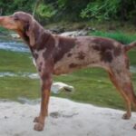 כלב נמר אמריקאי - American Leopard Hound