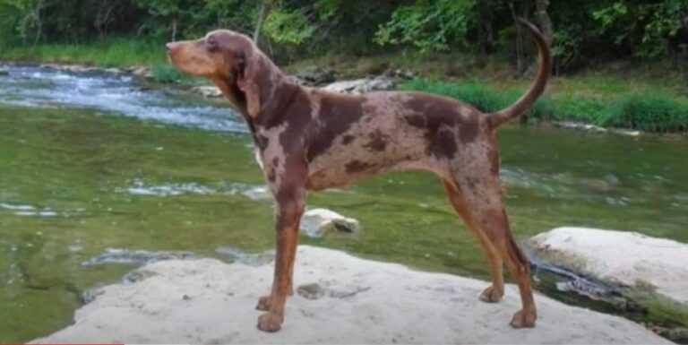 כלב נמר אמריקאי - American Leopard Hound