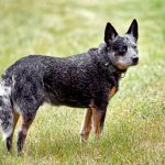 גזע כלבים כלב בקר אוסטרלי - Australian Cattle Dog