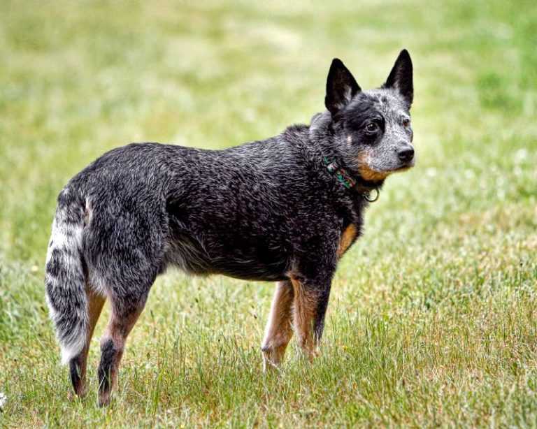 גזע כלבים כלב בקר אוסטרלי - Australian Cattle Dog