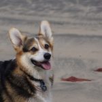 כלב בקר גידם-זנב אוסטרלי - Australian Stumpy Tail Cattle Dog
