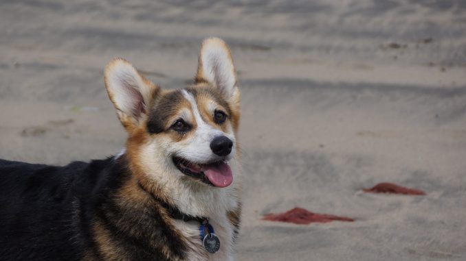 כלב בקר גידם-זנב אוסטרלי - Australian Stumpy Tail Cattle Dog