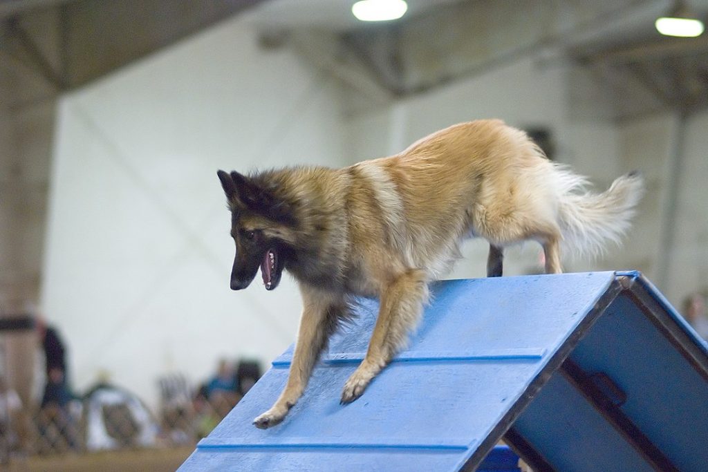 טרוורן - Belgian Tervuren