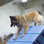 טרוורן - Belgian Tervuren