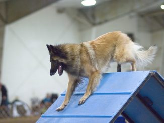 טרוורן - Belgian Tervuren