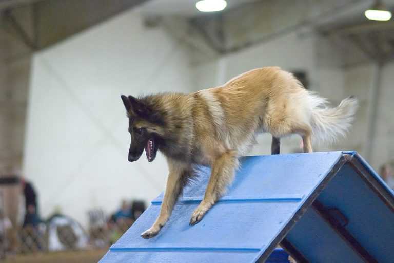 טרוורן - Belgian Tervuren