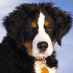 ברנר זננהונד - Bernese Mountain Dog