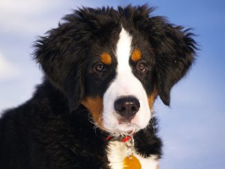 ברנר זננהונד - Bernese Mountain Dog