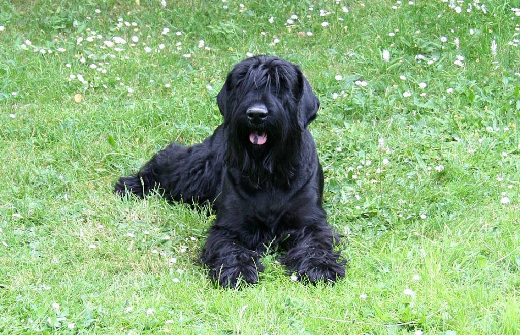 טרייר רוסי שחור - Black Russian Terrier