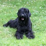 טרייר רוסי שחור - Black Russian Terrier