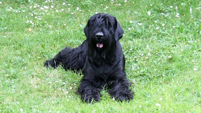 טרייר רוסי שחור - Black Russian Terrier