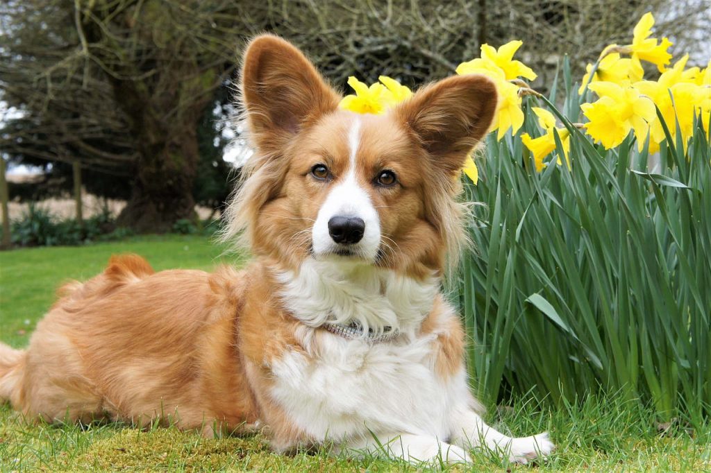 ולש קורגי קרדיגן - Cardigan Welsh Corgi