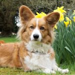 ולש קורגי קרדיגן - Cardigan Welsh Corgi