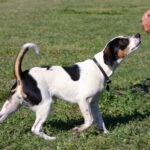 כלב חווה דני שבדי - Danish-Swedish Farmdog