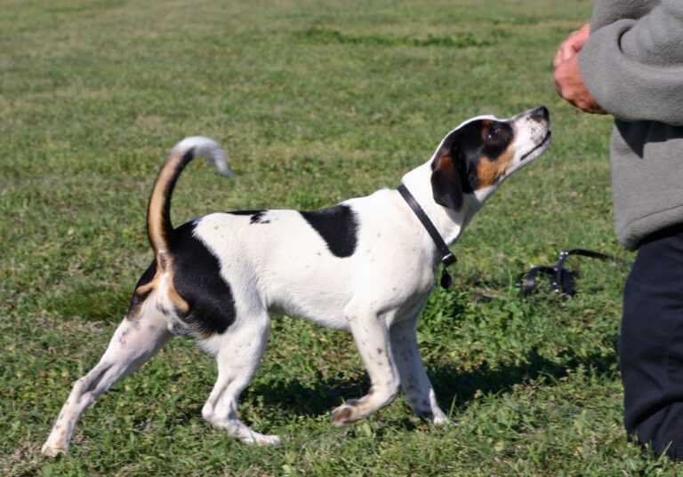 כלב חווה דני שבדי - Danish-Swedish Farmdog