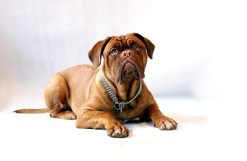 דוג דה בורדו - Dogue de Bordeaux