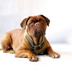 דוג דה בורדו - Dogue de Bordeaux