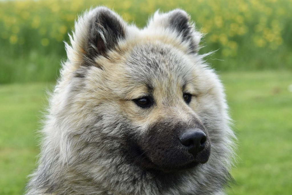 יורייזר - Eurasier