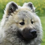 יורייזר - Eurasier