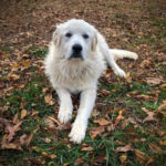 כלב הרים פירנאי - Great Pyrenees
