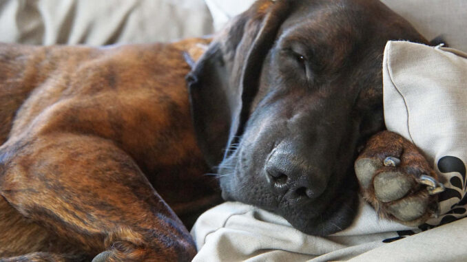 כלב ציד הנוברי - Hanoverian Scenthound