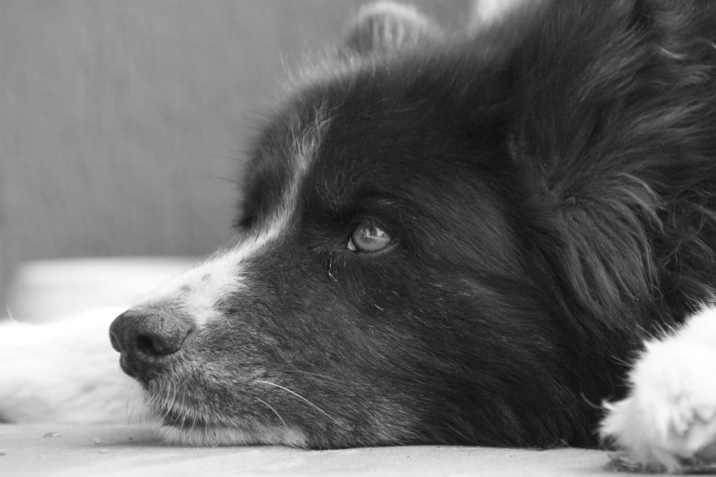 כלב דוב קרלי - Karelian Bear Dog